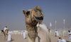 У Великій Британії зафіксовано спалах верблюжого грипу, який смертоносніший, ніж COVID-19