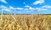 Аграрії Харківщини зібрали понад 400 тисяч тонн зерна нового врожаю