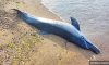 У Чорному морі через війну масово гинуть дельфіни