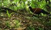 У Папуа Новій Гвінеї знову знайшли палому — цього птаха вважали вимерлим протягом 140 років