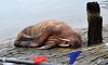 В англійському містечку новорічний феєрверк скасували заради моржа