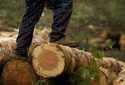 Приватизація лісу — наступний страшний злочин «Слуг народу» проти українського народу