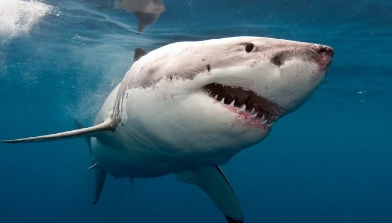 В Египте акула напала на женщину: жуткие подробности
