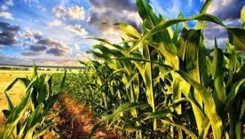 Іспанія запустила пілотний проєкт із експорту кукурудзи з України залізницею