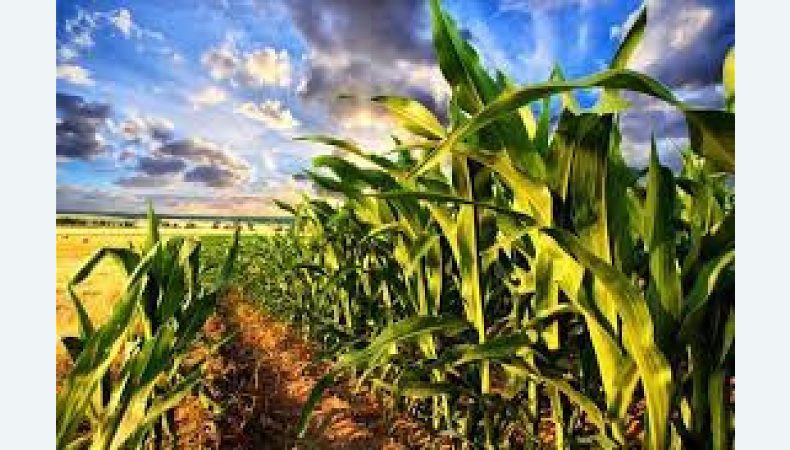 Іспанія запустила пілотний проєкт із експорту кукурудзи з України залізницею