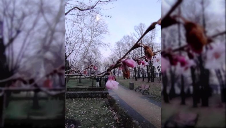 У Києві в січні розквітли сакури