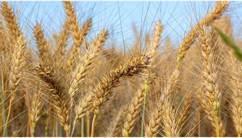 США виділять $68 млн на закупівлю української пшениці для країн Африки