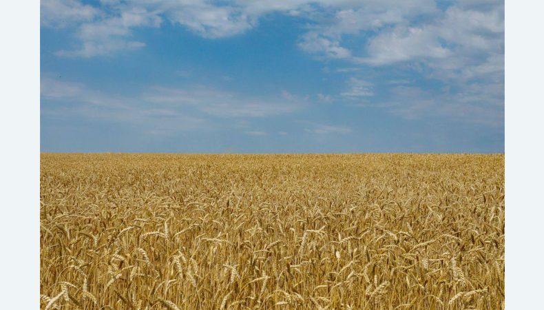 росіяни знищили понад 180 гектарів пшениці на Харківщині