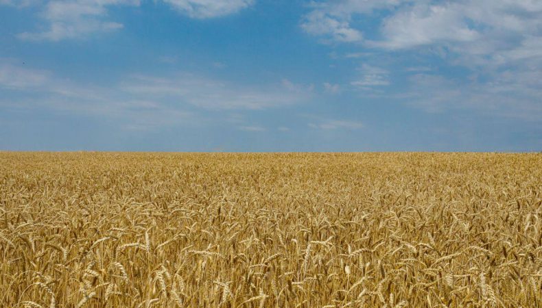 росіяни знищили понад 180 гектарів пшениці на Харківщині