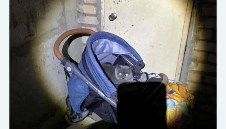 Народжені під вибухи: котяче сімейство вважають оберегом багатоповерхівки в Ірпені