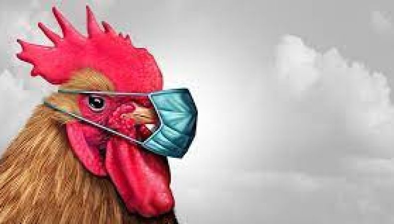 У Британії найбільший спалах пташиного грипу в історії
