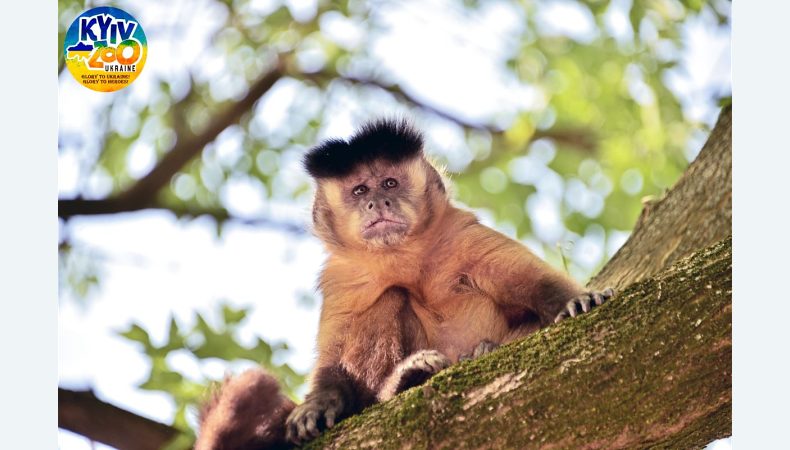У столичному зоопарку облаштували окремий зелений острів для родини 6 мавп капуцинів 