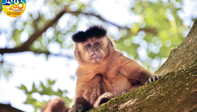 У столичному зоопарку облаштували окремий зелений острів для родини 6 мавп капуцинів 
