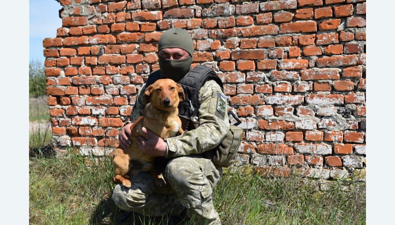 Знайомтесь, це пес Туксон і він – прикордонник