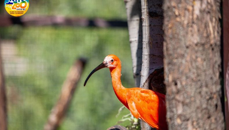 У столичному зоопарку відкрили новий пташиний вольєр для мешканців водно-болотних угідь 