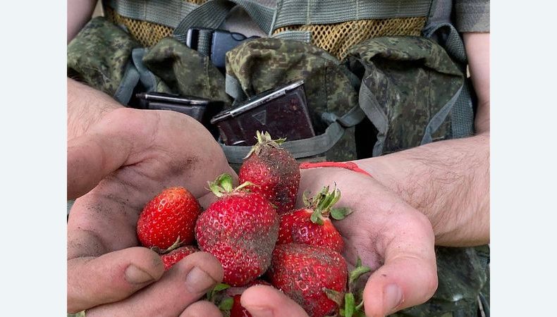 На Херсонщині окупанти наймаються до місцевих на збір полуниці