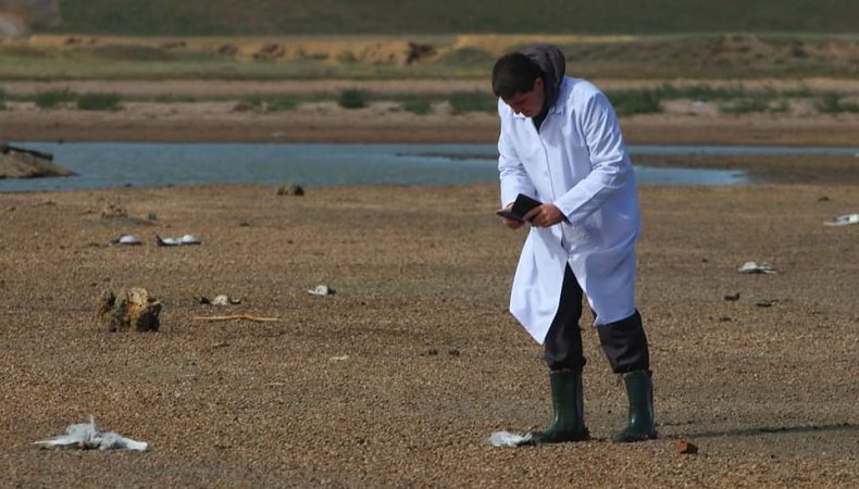 На Одещині знайшли близько 300 мертвих птахів
