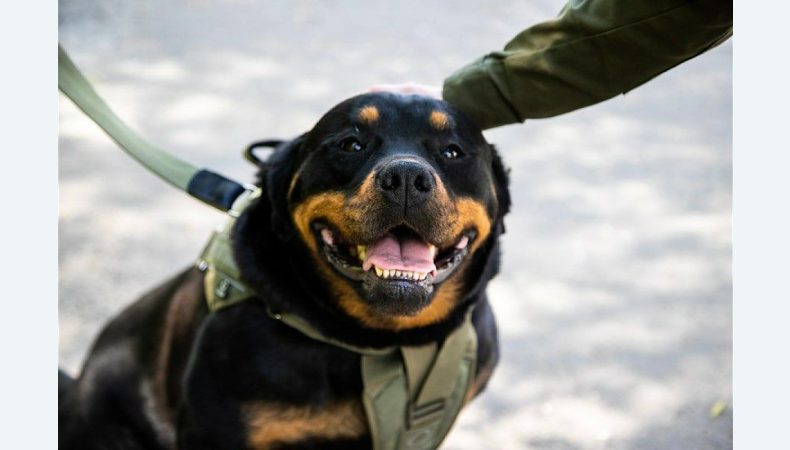 Ротвейлер Габріелла не дасть диверсантам провезти до Київ зброю та боєприпаси