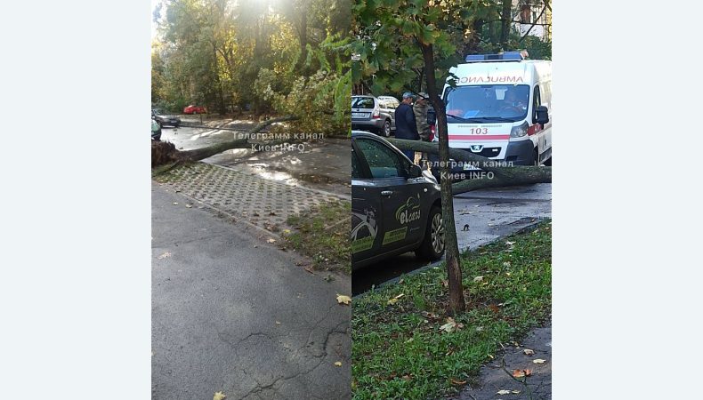 У Соломʼянському районі дерево впало на молодого хлопця.