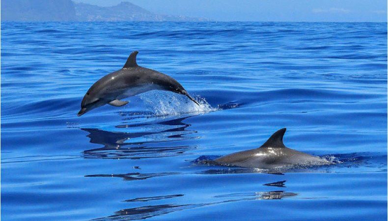 Через війну у Чорному морі загинуло понад 5 тисяч дельфінів