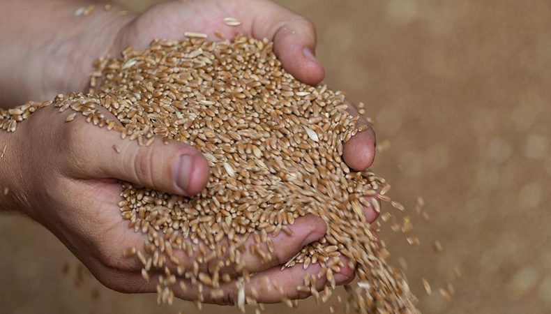 Світові запаси зерна впали до мінімуму за десятиліття через посуху та війну в Україні
