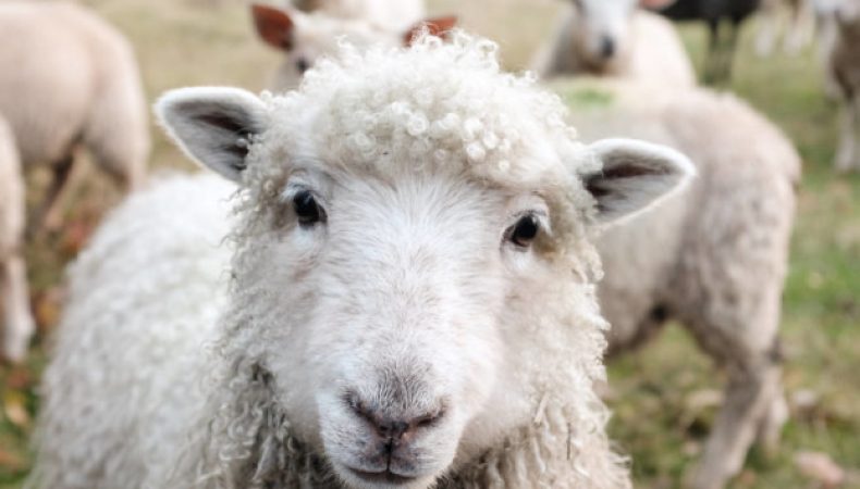 Війна стимулює розвиток вівчарства