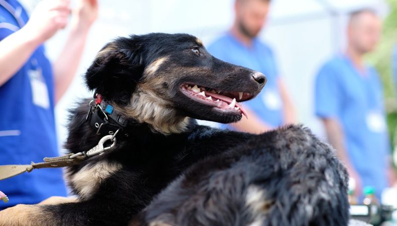 У День ветеринара 14 серпня у столиці пройде безкоштовний тренінг з надання першої допомоги тваринам
