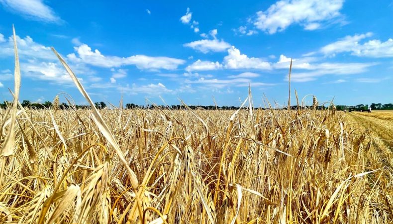Аграрії Харківщини зібрали понад 400 тисяч тонн зерна нового врожаю