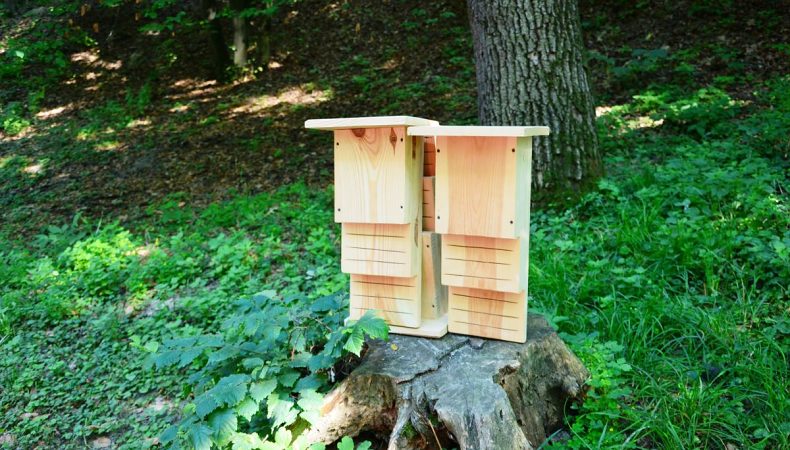 У Голосіївському парку імені М. Рильського встановили 13 будиночків для кажанів 