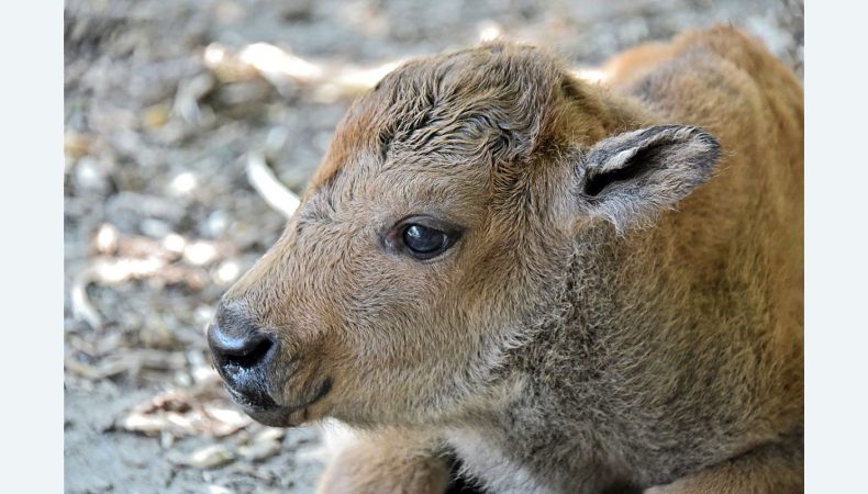 У Київському зоопарку народилися два дитинча бізона 