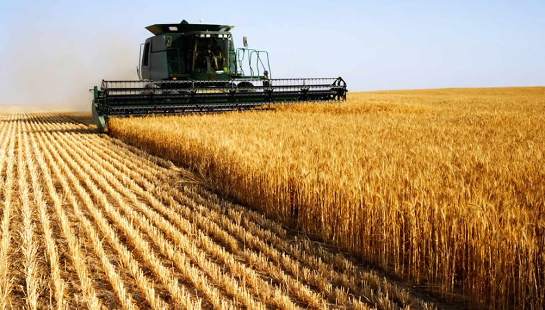 Цього року врожай зерна буде на 40% нижчий, ніж торік