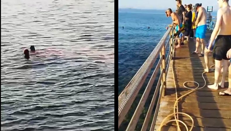 В Египте акула откусила женщине руку и ногу