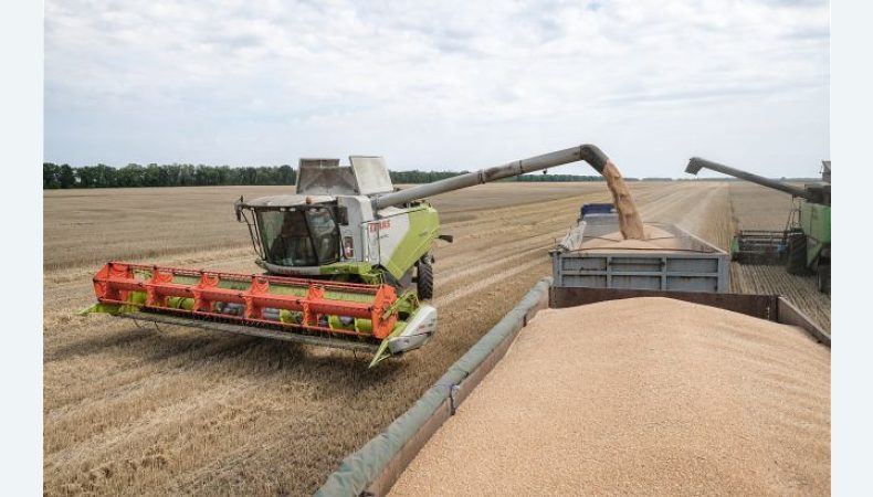 Збирання зернових наближається до завершення: у Мінагрополітики повідомили про врожайність