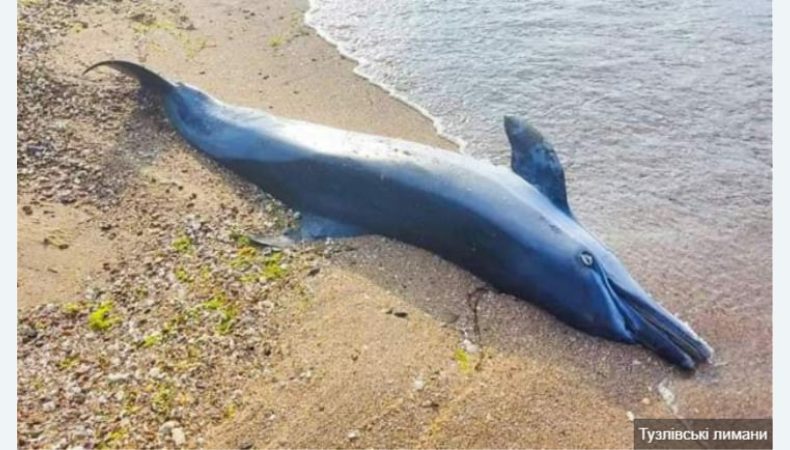 У Чорному морі через війну масово гинуть дельфіни