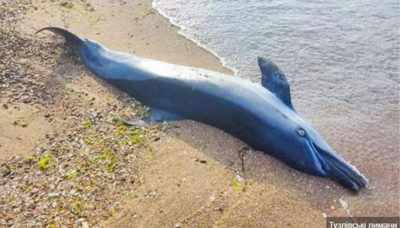 У Чорному морі через війну масово гинуть дельфіни