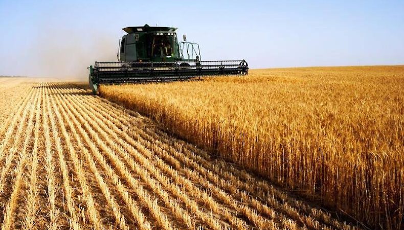 Жнива 2022: намолочено 25,9 млн тонн зерна