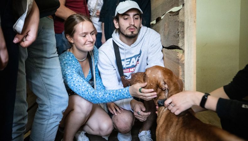 Понад тисяча гостей відвідала День відкритих дверей у тимчасовому притулку для тварин на ВДНГ: прилаштовано 11 тварин 