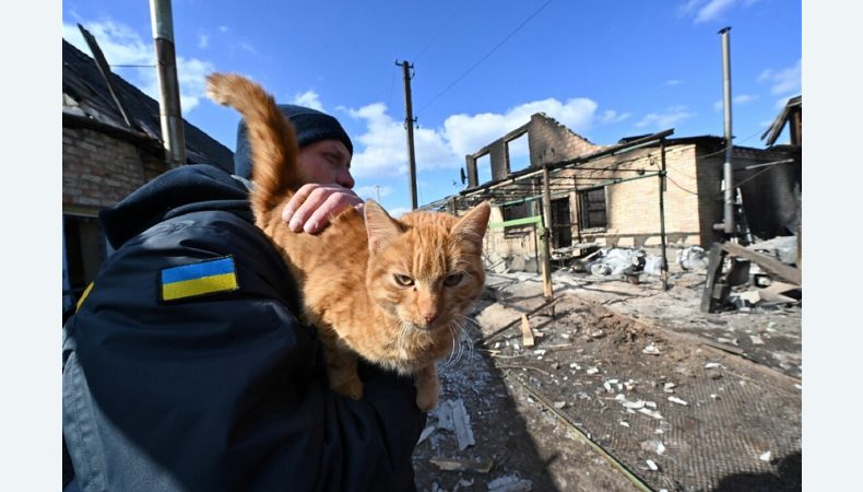 Зоозахисники просять підписати міжнародну петицію з вимогою покарати росію за екоцид