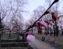 У Києві в січні розквітли сакури (ФОТО)