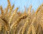 США виділять $ 68 млн на закупівлю української пшениці для країн Африки