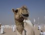 У Великій Британії зафіксовано спалах верблюжого грипу, який смертоносніший, ніж COVID-19